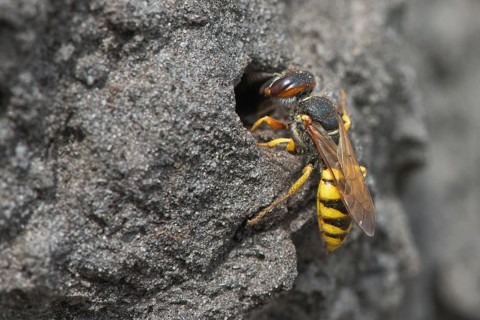 European beewolf (Philanthus triangulum) at the entrance of Bau