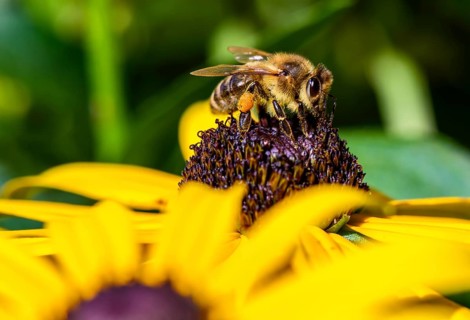 Honey bee (Apis mellifera) sits on yellow flower