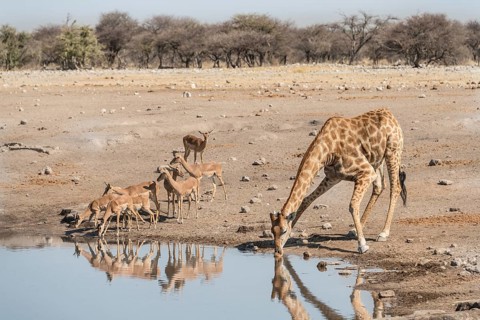 Giraffe (Giraffa camelopardis) drinking at water hole next to group of Black-faced Impalas (Aepyceros melampus petersi)