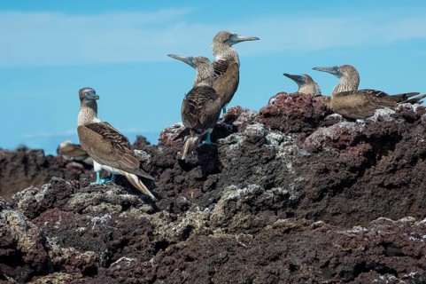 Galapagos Blue-footed Boobies (Sula nebouxii excisa)