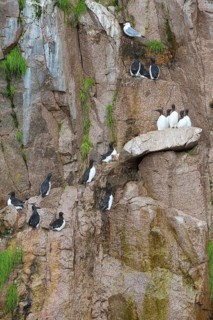 Thick-billed Murres (Uria lomvia) perched on cliffs