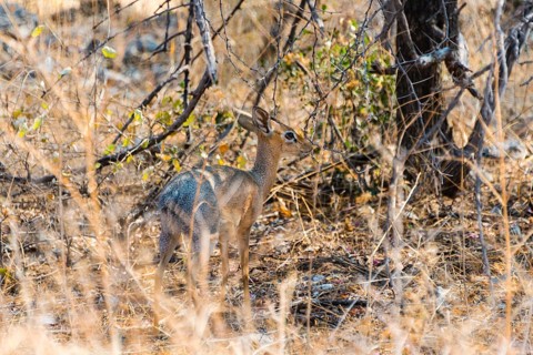 Kirk's Dik-dik (Madoqua kirki) in the bush