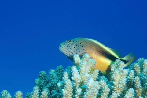 Black-sided Hawkfish (Paracirrhites forsteri)