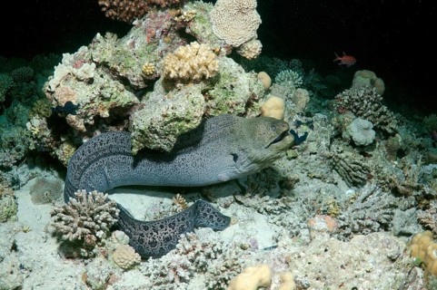 Giant Moray (Gymnothorax javanicus)