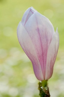 Magnolia (Magnolia)