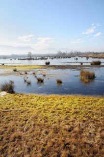Ice-covered water surface of a renatured peat-mining area