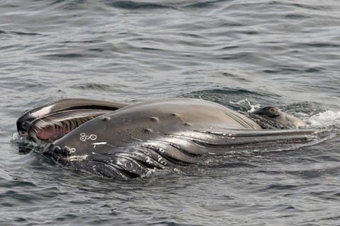 Humpback Whale (Megaptera novaeangliae) foraging at the sea surface
