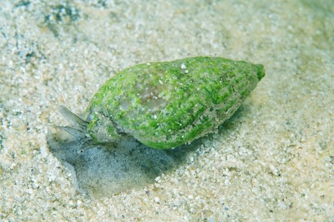 Nassa Mollusc (Tritia reticulata)