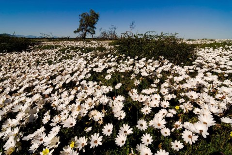 Meadow covered with Cape Marigolds or African Daisies (Osteospermum ecklonis)