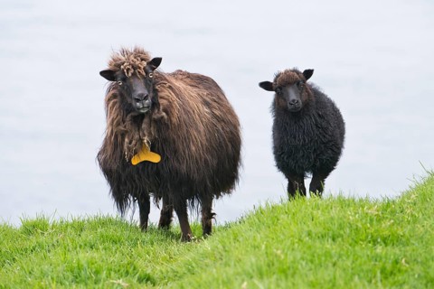 Ewe with lamb