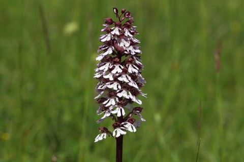 Lady Orchid (Orchis purpurea)