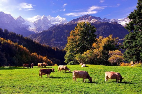 Grazing cows on a small mountain pasture at Hasliberg