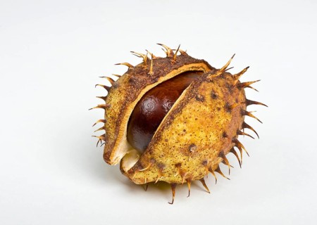 Chestnut in the cupule