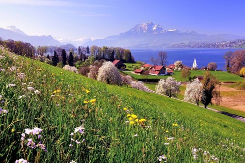 Cherry trees in full bloom at Lake Lucerne