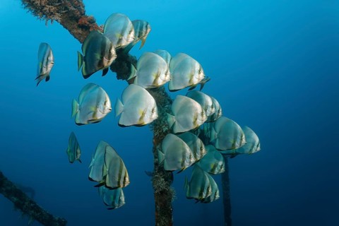 School of teira batfish (Platax teira) above the Alma Jane wreck
