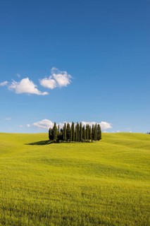 Mediterranean Cypresses (Cupressus sempervirens) and a cornfield