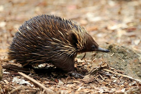 Short-beaked Echidna (Tachyglossus aculeatus) adult