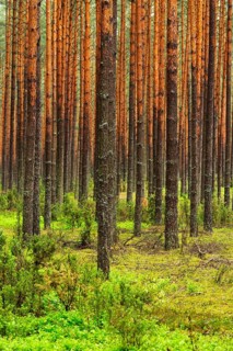 Scots Pines (Pinus sylvestris) in a dense pine forest