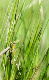 Meadow Grasshopper (Chorthippus parallelus) in the grass