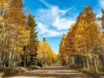 Road through autumnal aspen forest