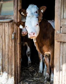 Cows looking out from the stable