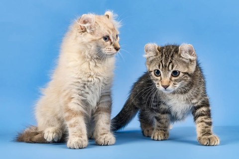 Two breedscats American Curl (Felis silvestris catus)