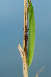 Stretch spider (Tetragnatha) at reed stem