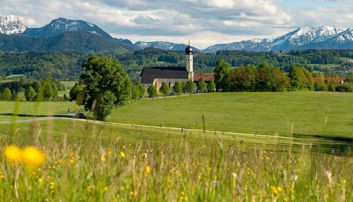 Flower meadow in front of pilgrimage church St. Marinus and Anian in Wilparting