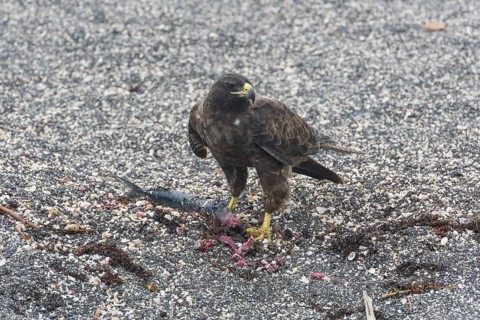 Galapagos Hawk (Buteo galapagoensis) with a caught fish