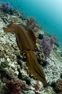 Bigfin Reef Squid (Sepioteuthis lessoniana)
