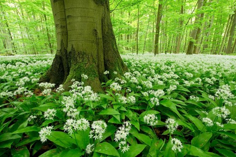 Ramsons (Allium ursinum) flowering