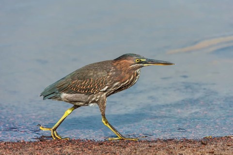 Striated Heron (Butorides striata)