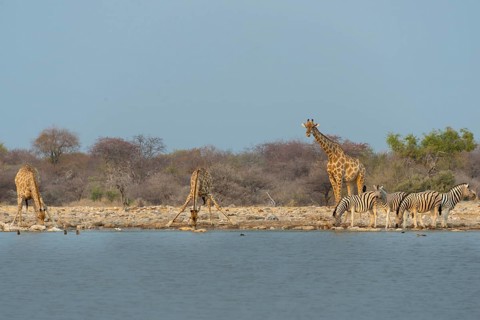 Giraffes and zebras at the waterhole