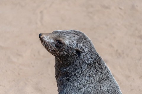 Brown Fur Seal or Cape Fur Seal (Arctocephalus pusillus)