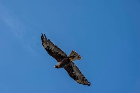 Galapagos Hawk (Buteo galapagoensis)