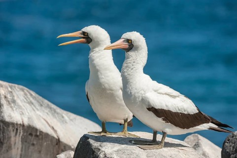 Nazca Boobies (Sula granti)