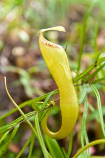 Pitcher Plant (Nepenthes)
