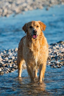 Golden Retriever