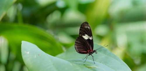 Cydno Longwing (Heliconius cydno)