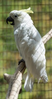 Sulphur-crested Cockatoo (Cacatua galerita)