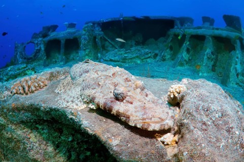 Tentacled Flathead or Crocodilefish (Papilloculiceps longiceps) on the shipwreck of the SS Thistlegorm