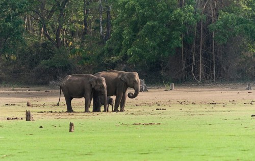 Asian elephants (Elephas maximus) with calf