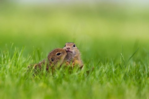 Two young European Ground Squirrels (Spermophilus citellus) making contact