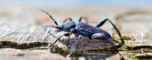 Violet Tanbark Beetle (Callidium violaceum)