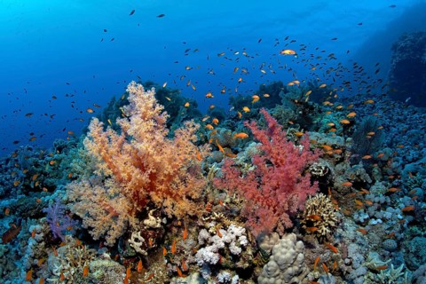 Klunzinger's Soft Corals (Dendronephthya klunzingeri) and a swarm of Anthias (Anthiadinae) on the corals of the densely overgrown eastern plateau of dive site Shaab Sharm