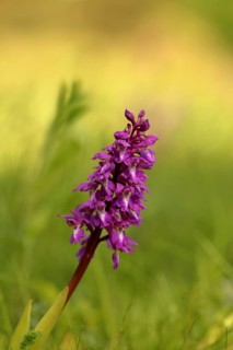 Green-winged orchid (Anacamptis morio)