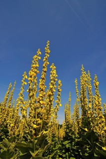 Denseflower mullein (Verbascum densiflorum)