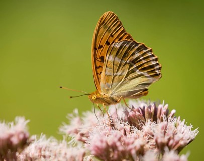Silver-washed Fritillary (Argynnis paphia) sucking nectar