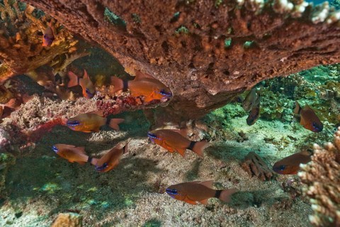 Ring-tailed Cardinalfish (Apogon aureus)