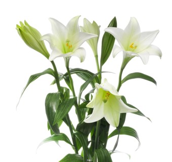 Easter lilies (Lilium longiflorum)